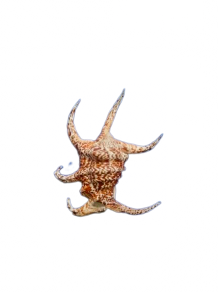 Chiragra Spider Conch (7”+)