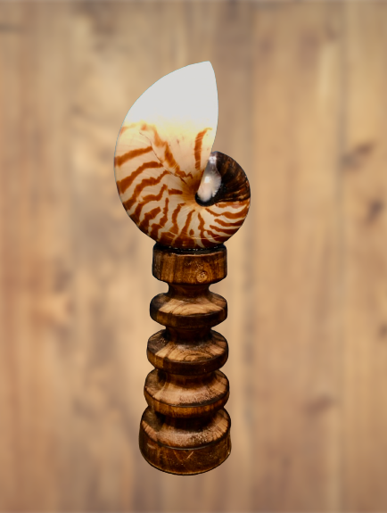 Tiger Nautilus Shell on a Wooden Stand - Treasures from Beneath