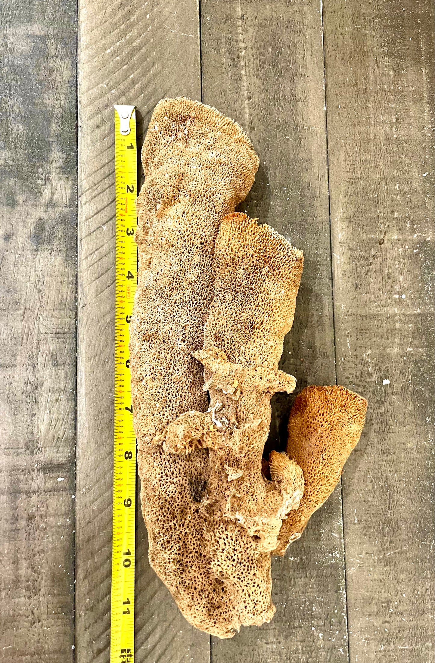 Pipe Sponge (11.5”)
