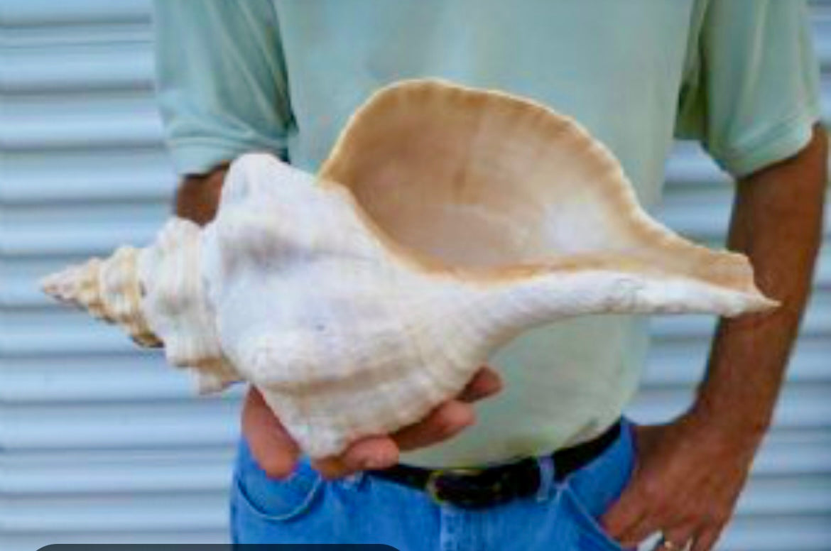 Horse Conch 9"-10" - Treasures from Beneath