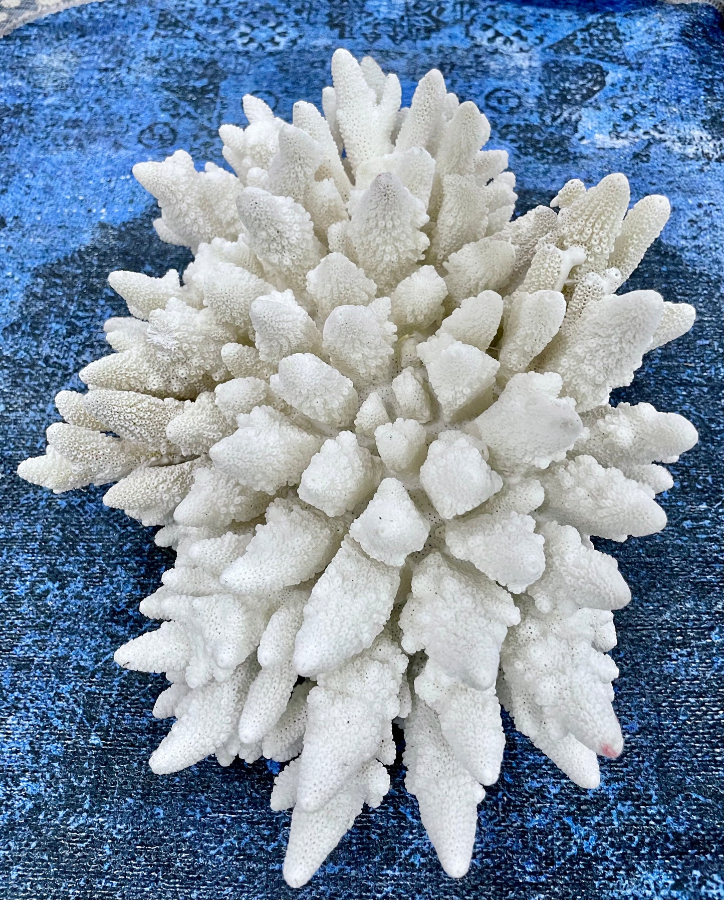 Finger Coral (14”x12”) 17 lbs
