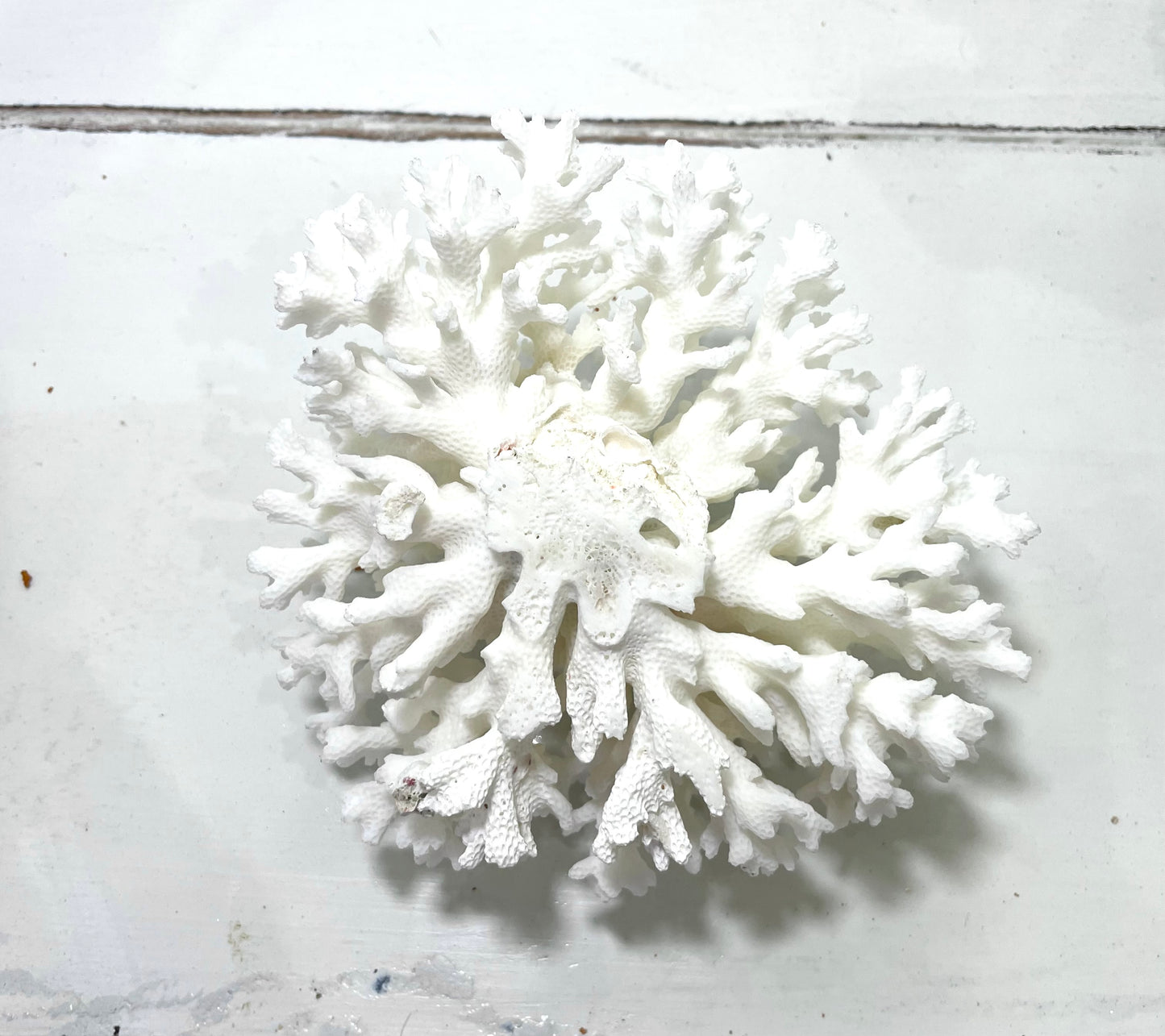 Lace Coral (5”-7”)