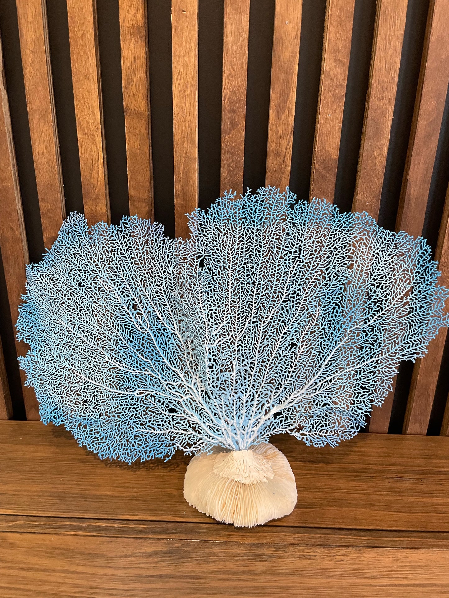 Red Sea Fan (18”) on Mushroom Coral Base