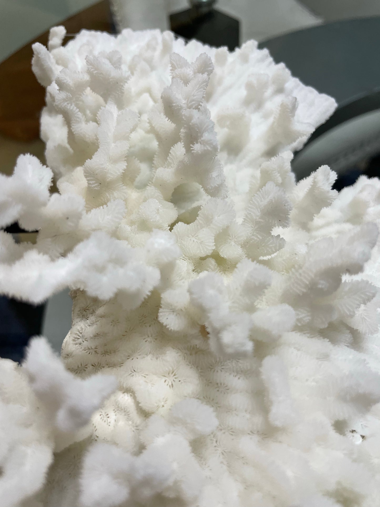 Merulina Coral (11”x10”) on Metal Stand