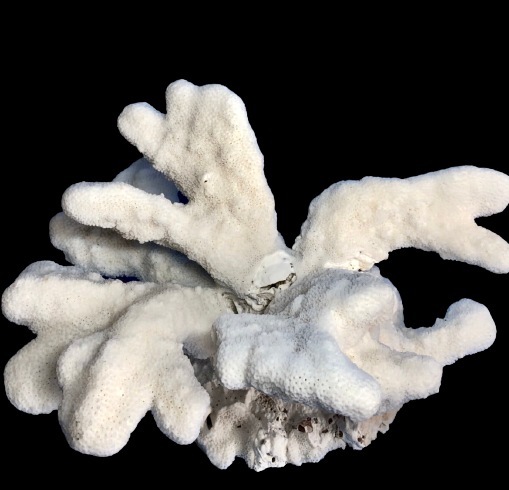 Cats Paw Coral (14”x10”)