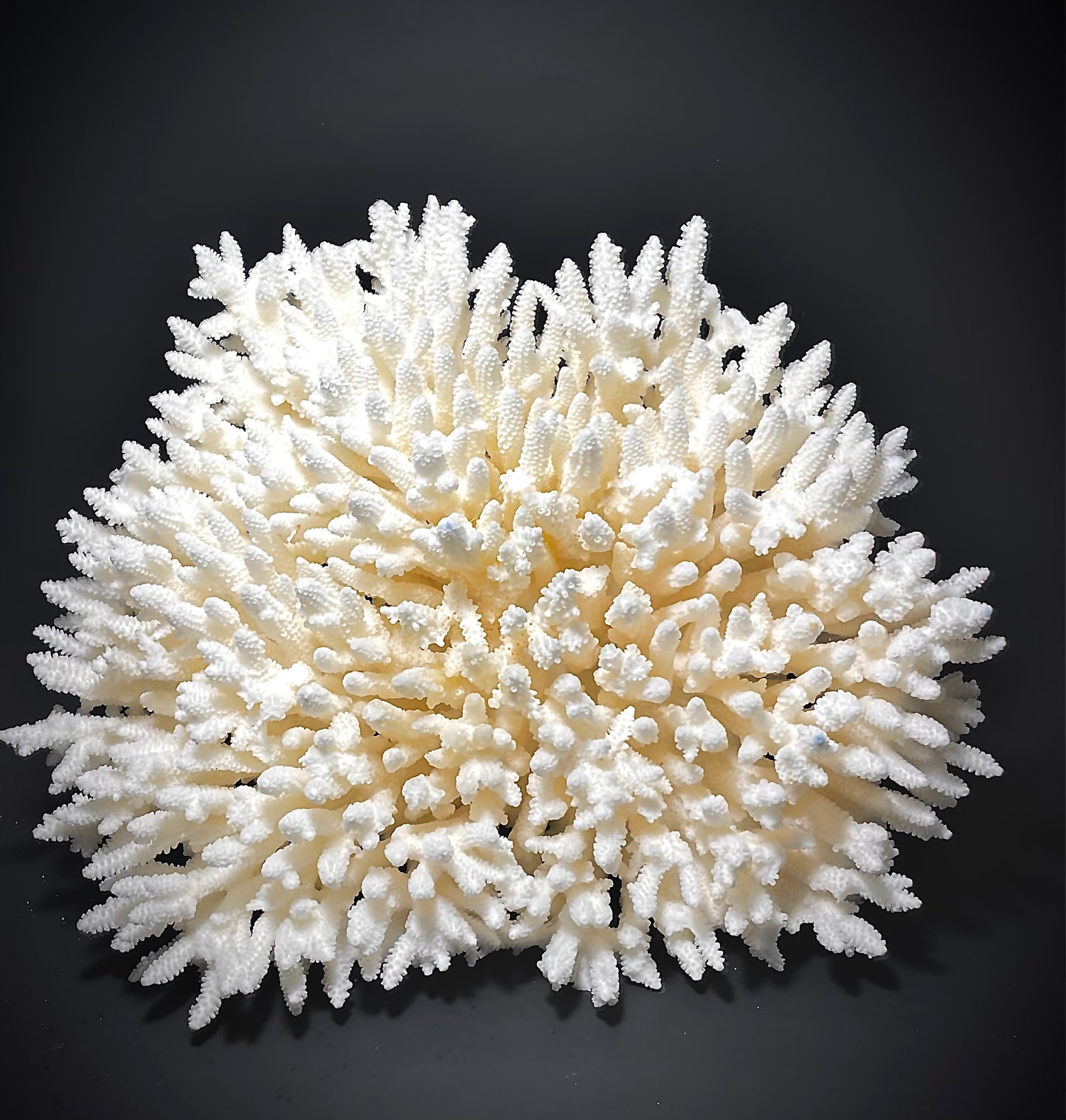 Table Coral (14”x13”)