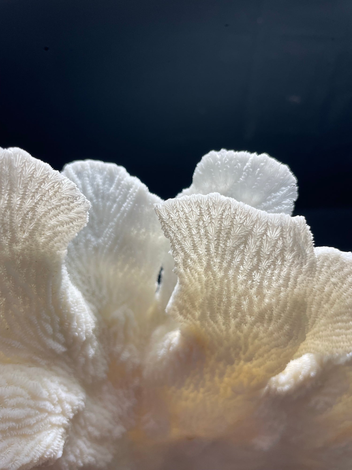 Merulina Coral 13"x13" - Treasures from Beneath