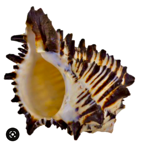 Black Radix Murex Shell (3.5”-4”)