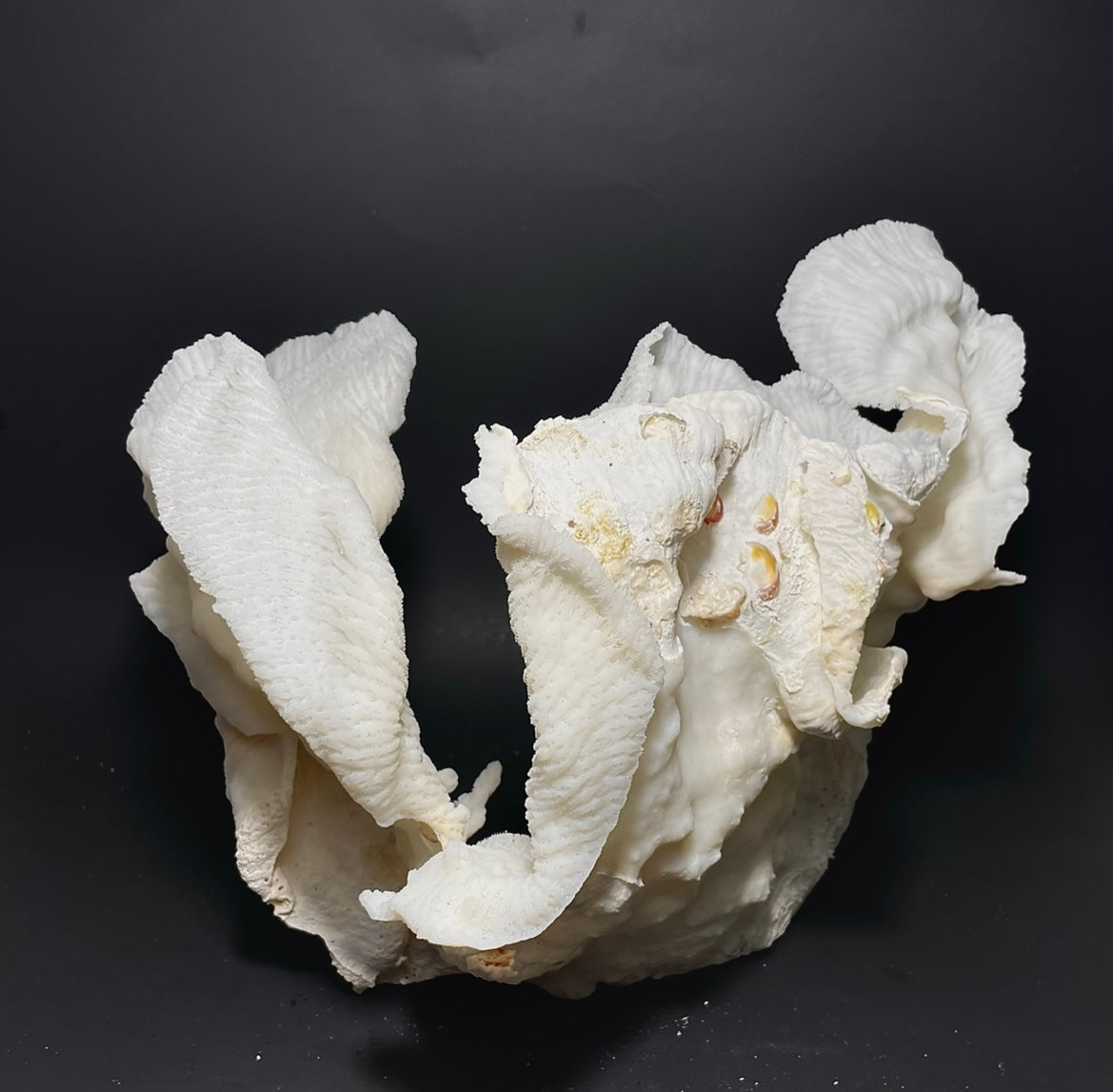 Merulina Coral (11”x10”) - Treasures from Beneath