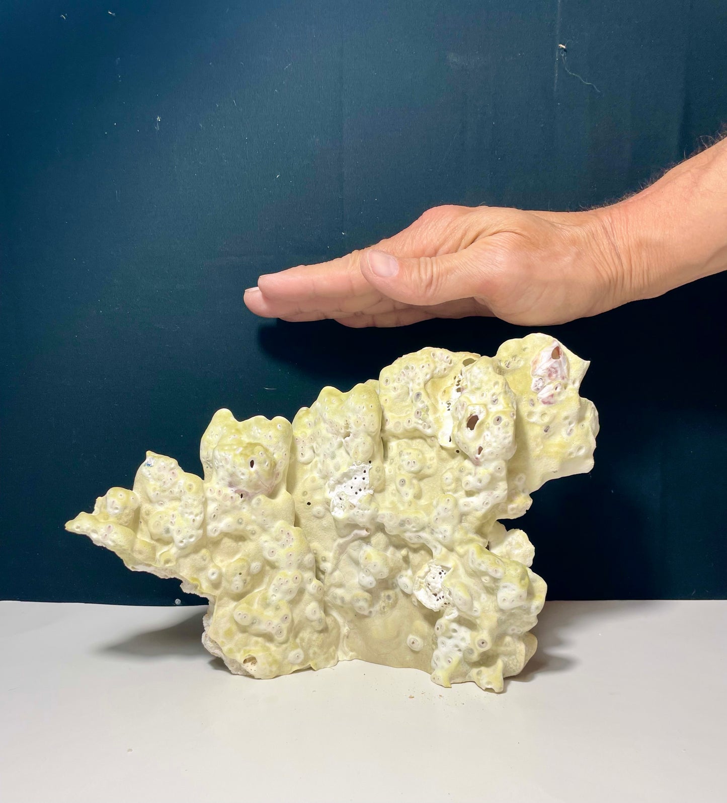 Green Fire Coral (10”x7”)