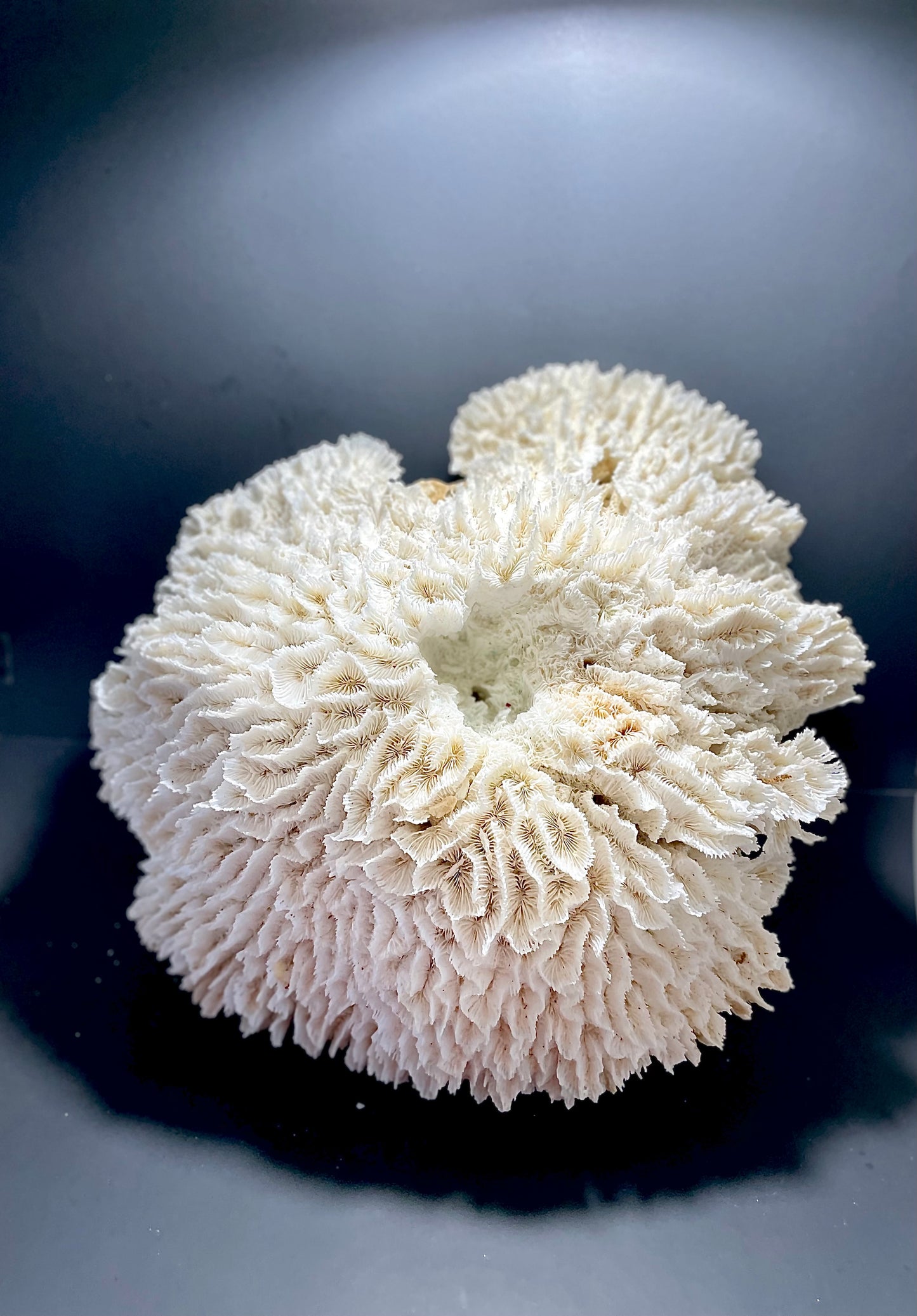 Lettuce Coral (21”x19”)