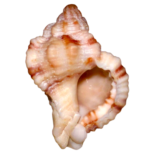 Sole Murex Shell (2”-3”)