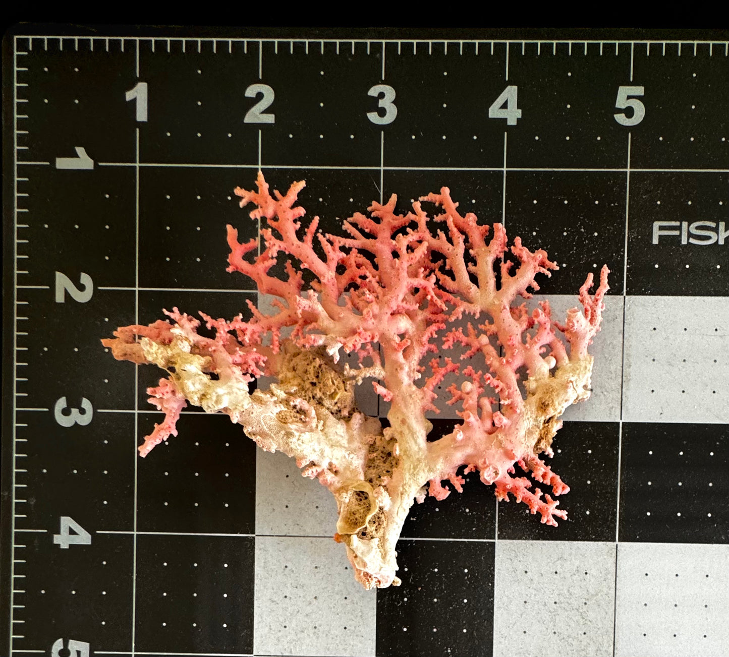 Pink Lace Stylaster Coral (3.5”x4”)