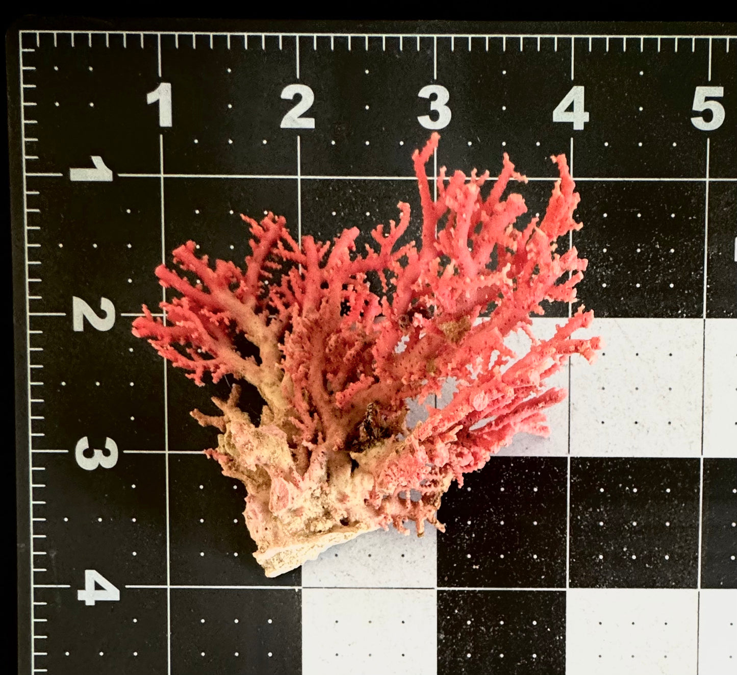 Pink Lace Stylaster Coral (3”x3”)
