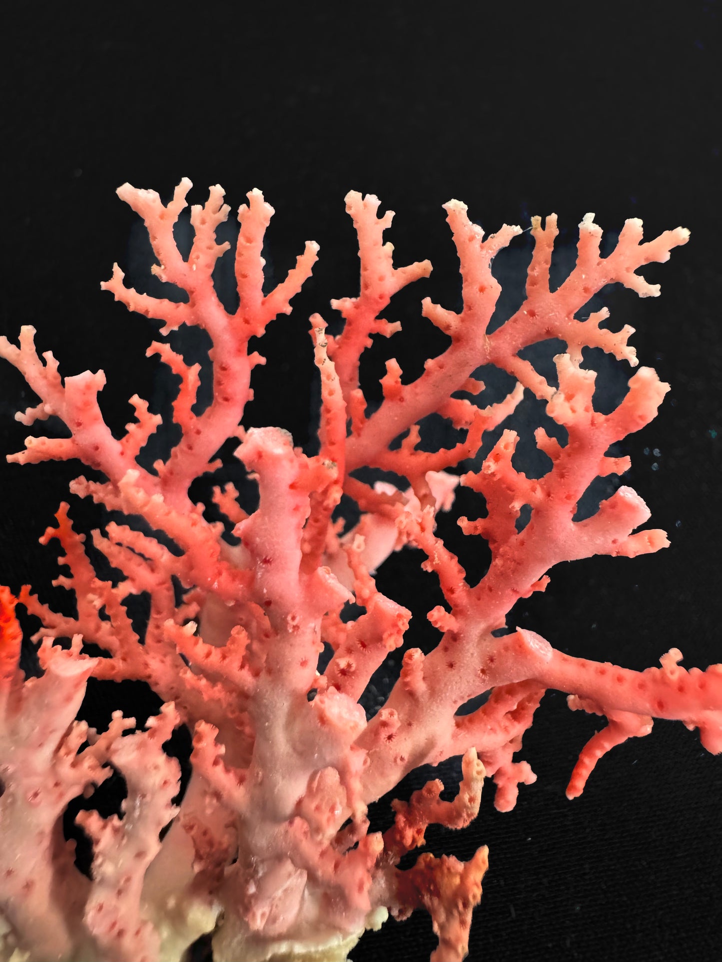 Pink Lace Stylaster Coral (3”x2.5”)