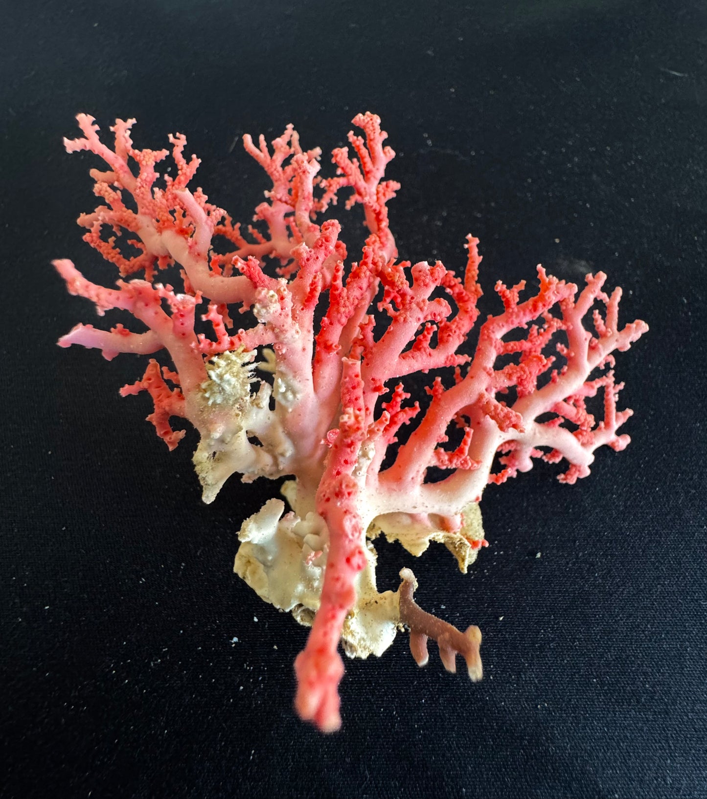 Pink Lace Stylaster Coral (3”x2.5”)