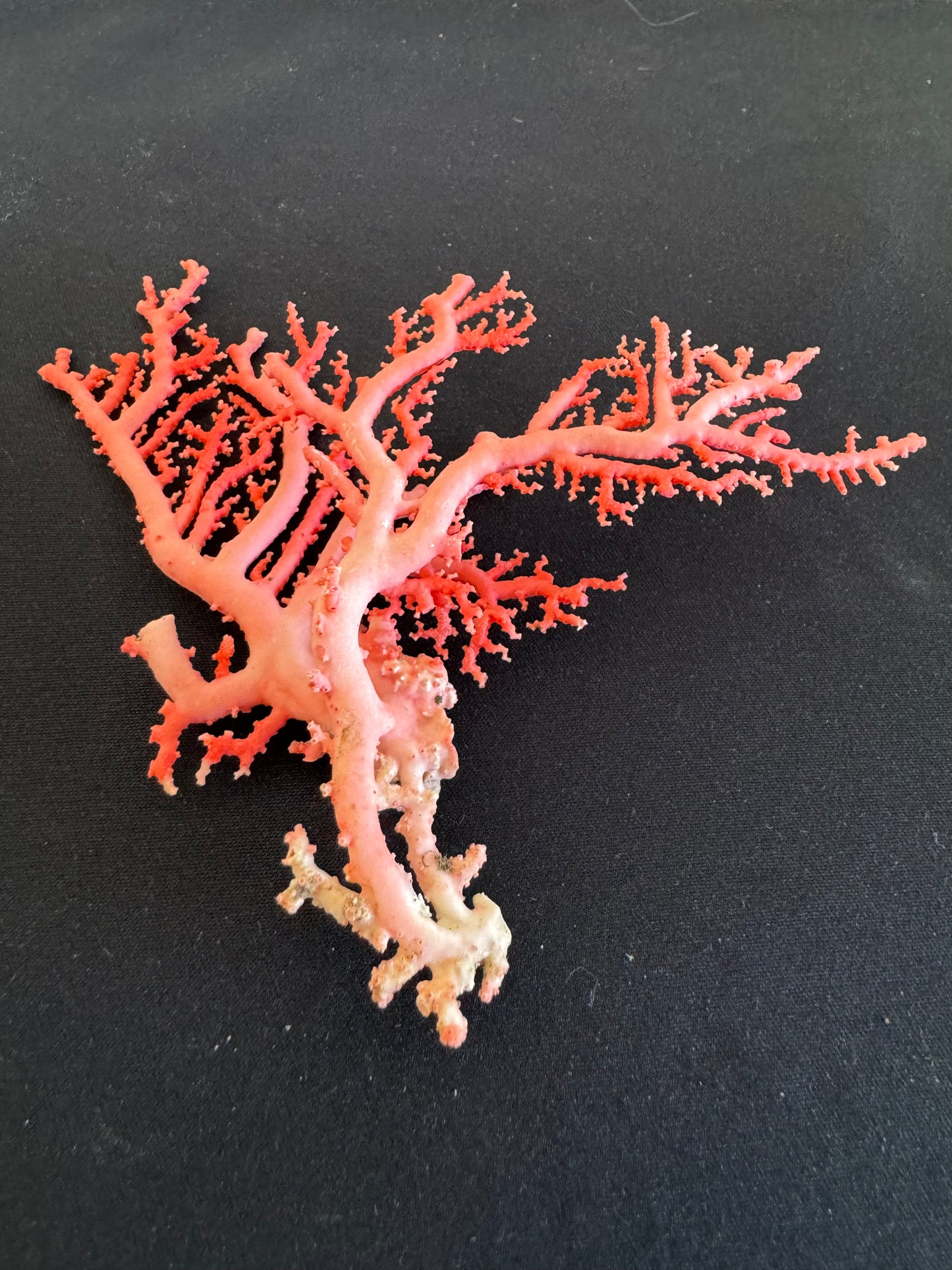 Pink Lace Stylaster Coral (5”x4”)