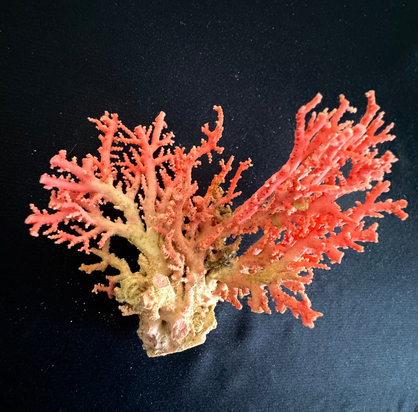 Pink Lace Stylaster Coral (3”x3”)