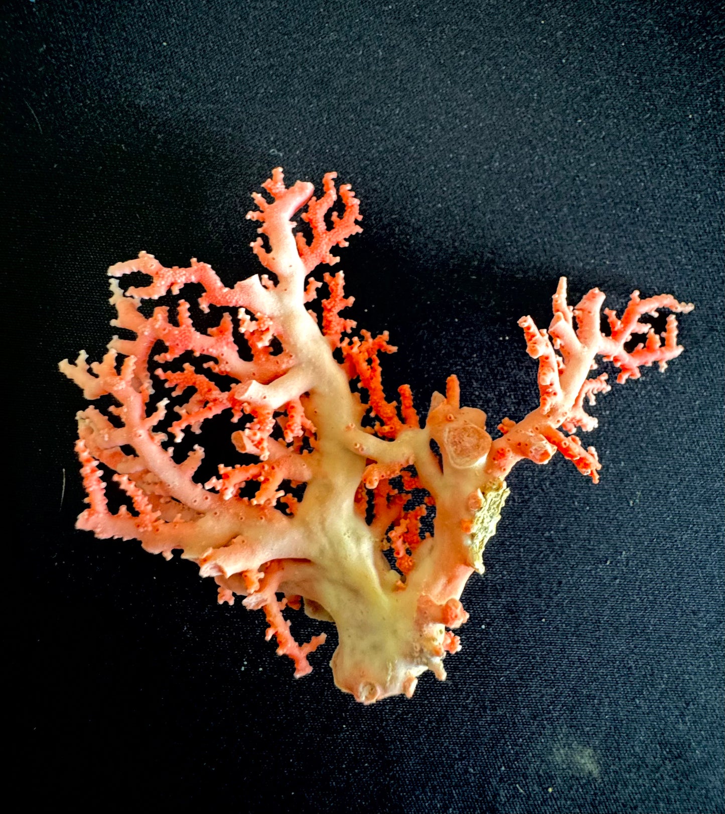 Pink Lace Stylaster Coral (4”x3.5”)