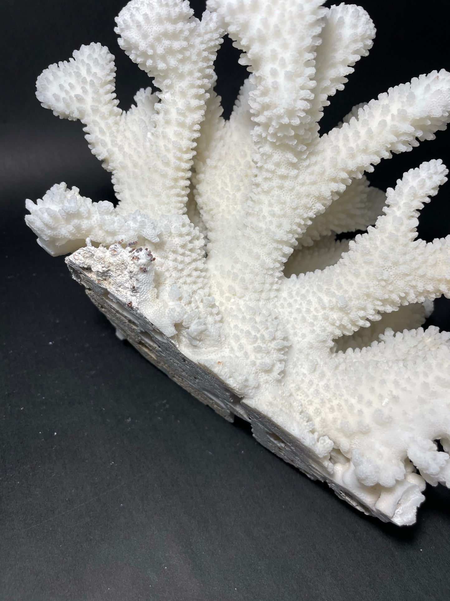 Cauliflower coral (13”x9”)