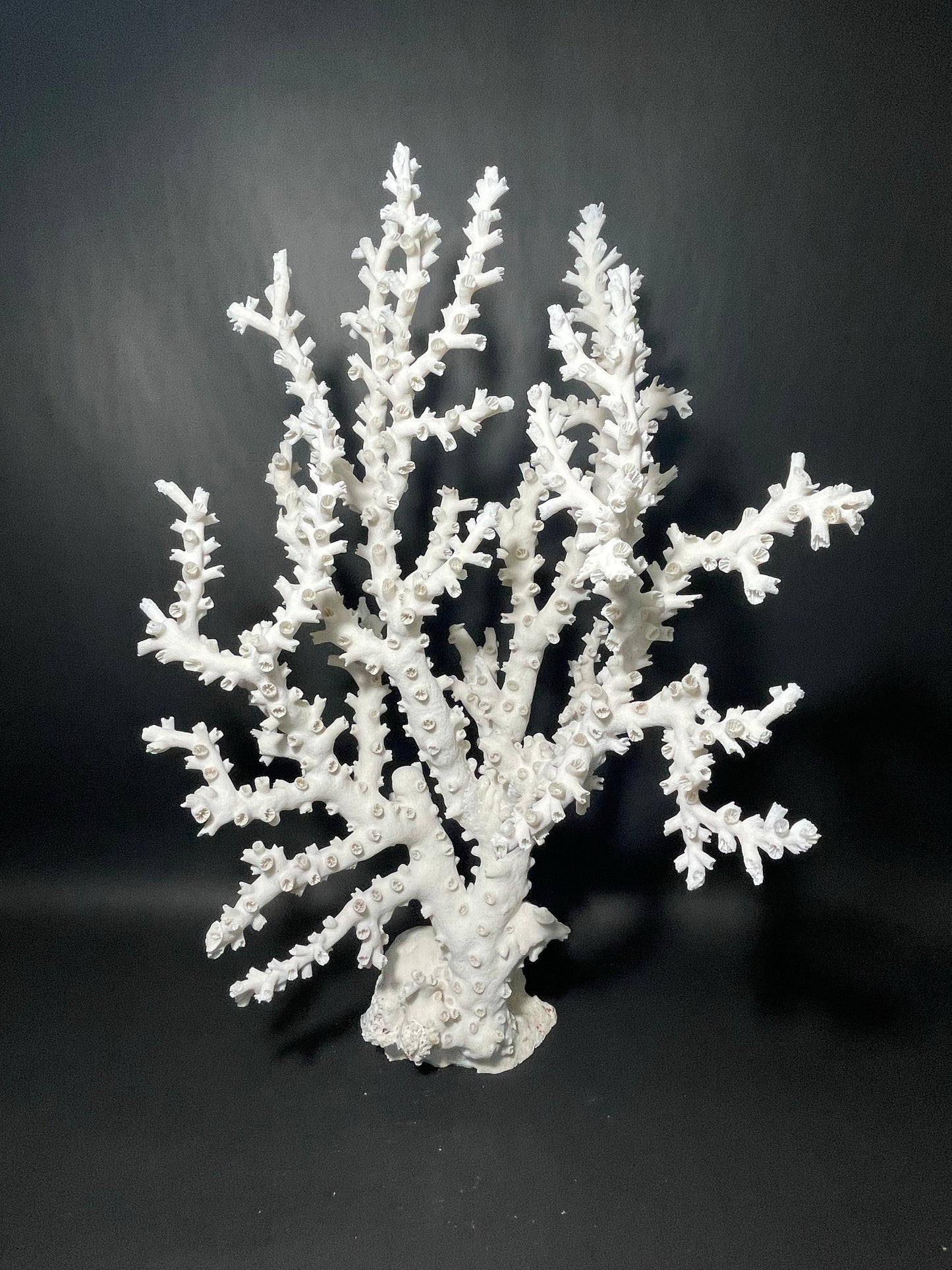 Octopus Coral (22”x15”x10”)
