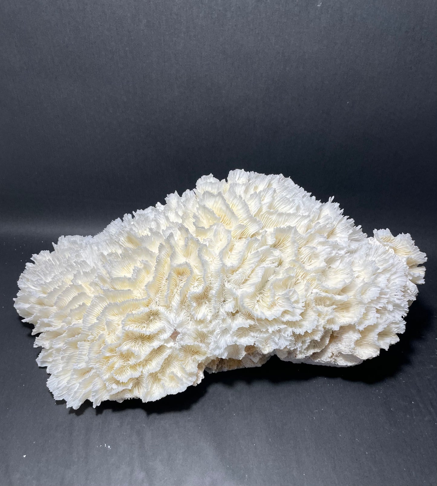 Lettuce Coral (18”x9”x9”)