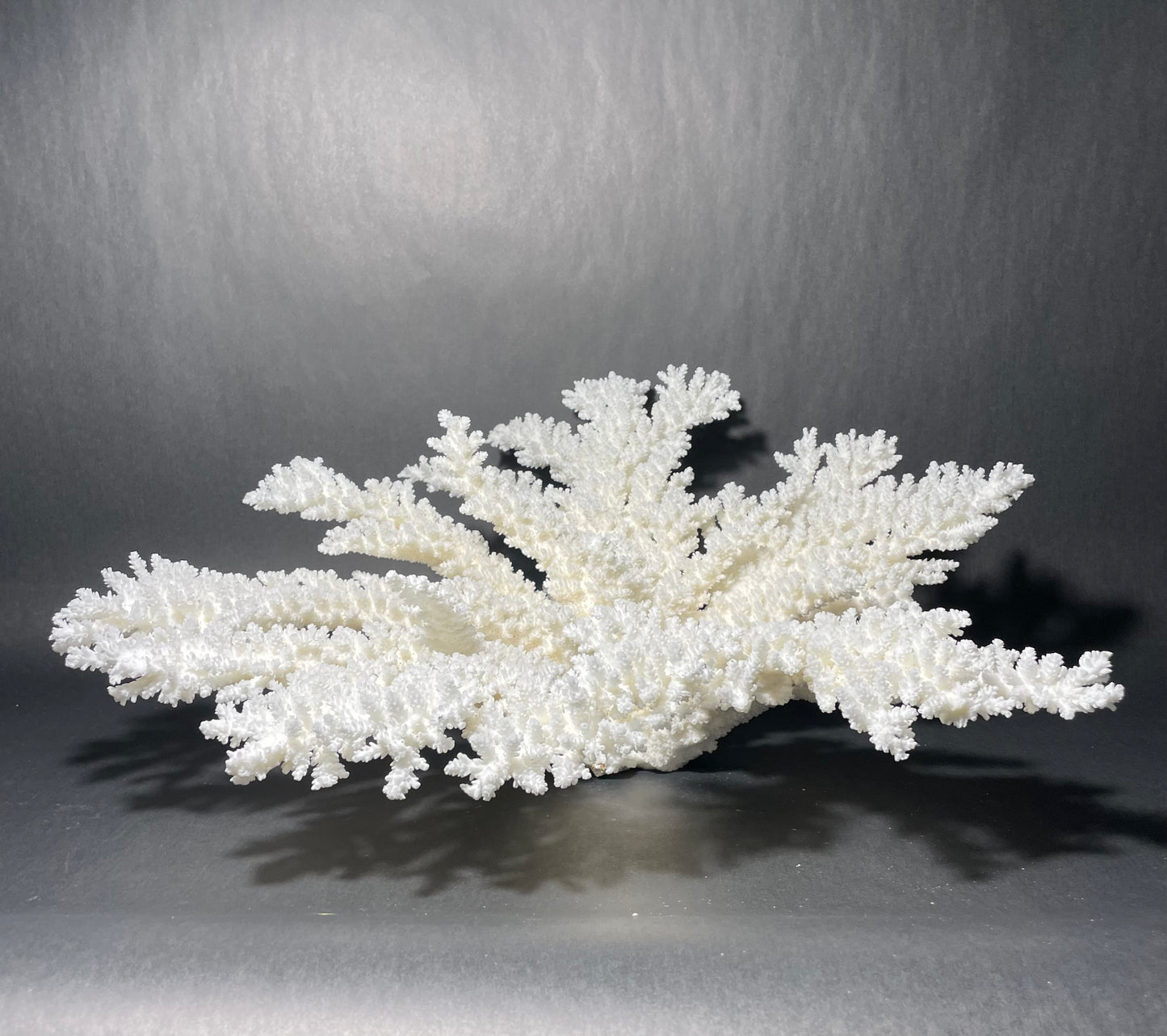 Branch Coral (19”x17”)