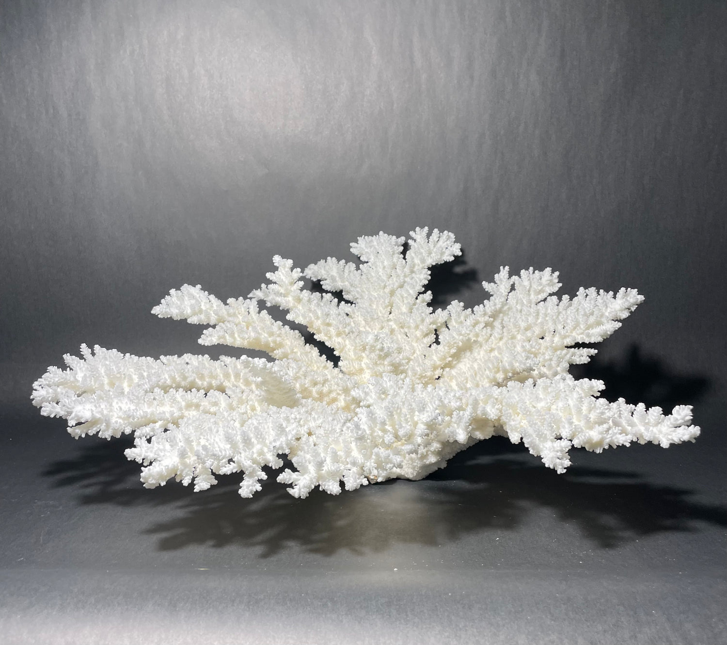 White Large branch coral - ACROPORA NOBILIS