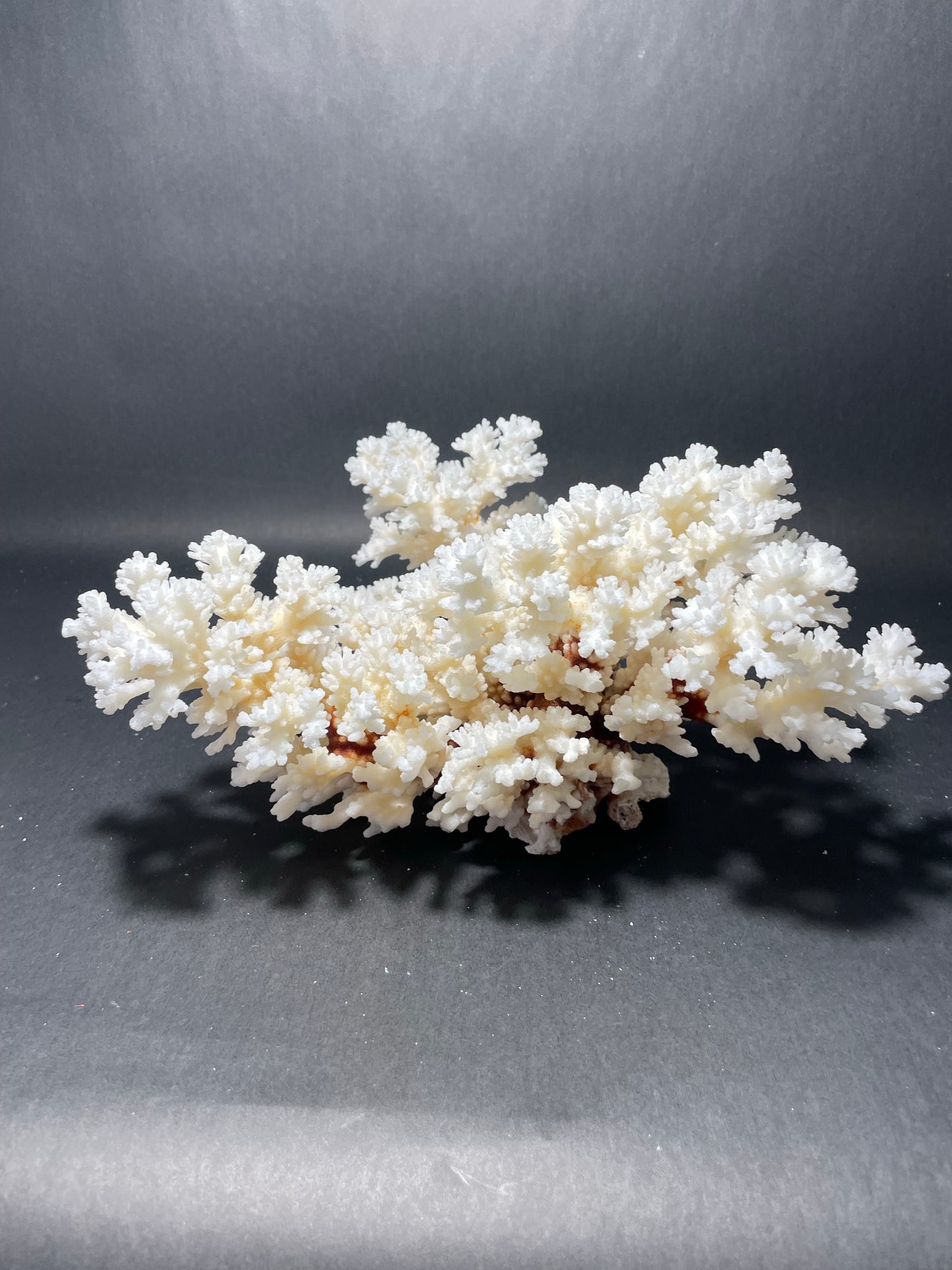 Brownstem Coral 12”x12”