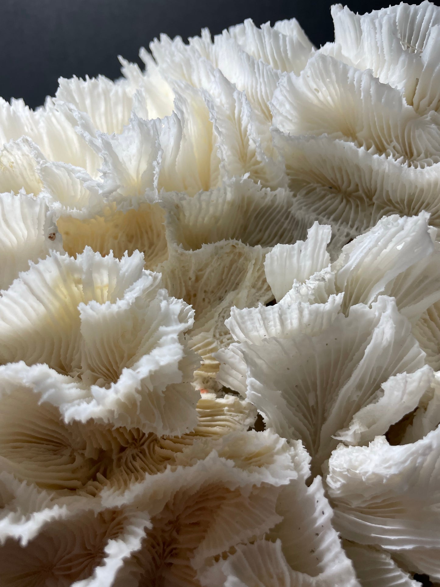 Lettuce Coral (15”x9”x9”)