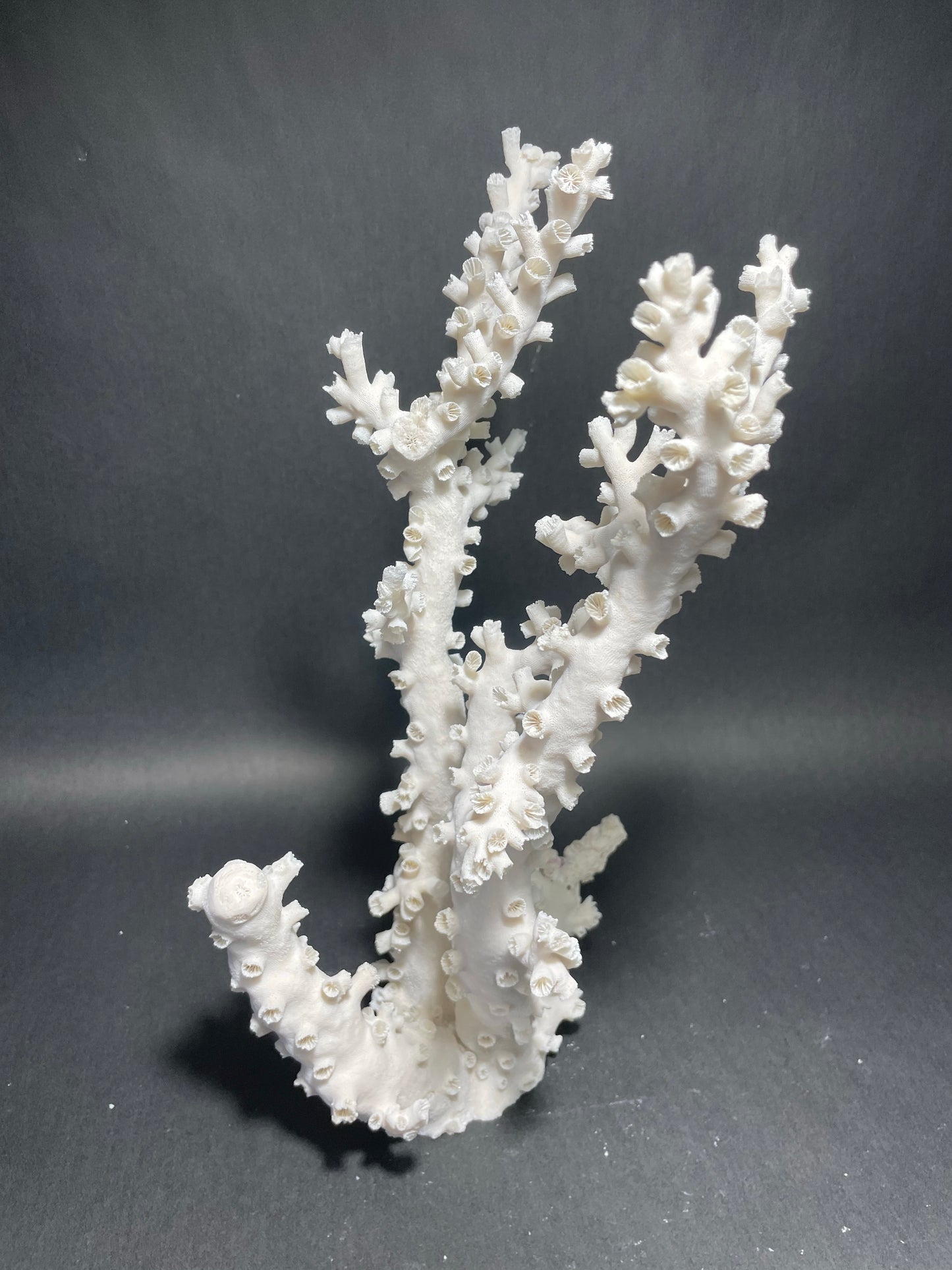 Octopus Coral (12”x8”x8”)