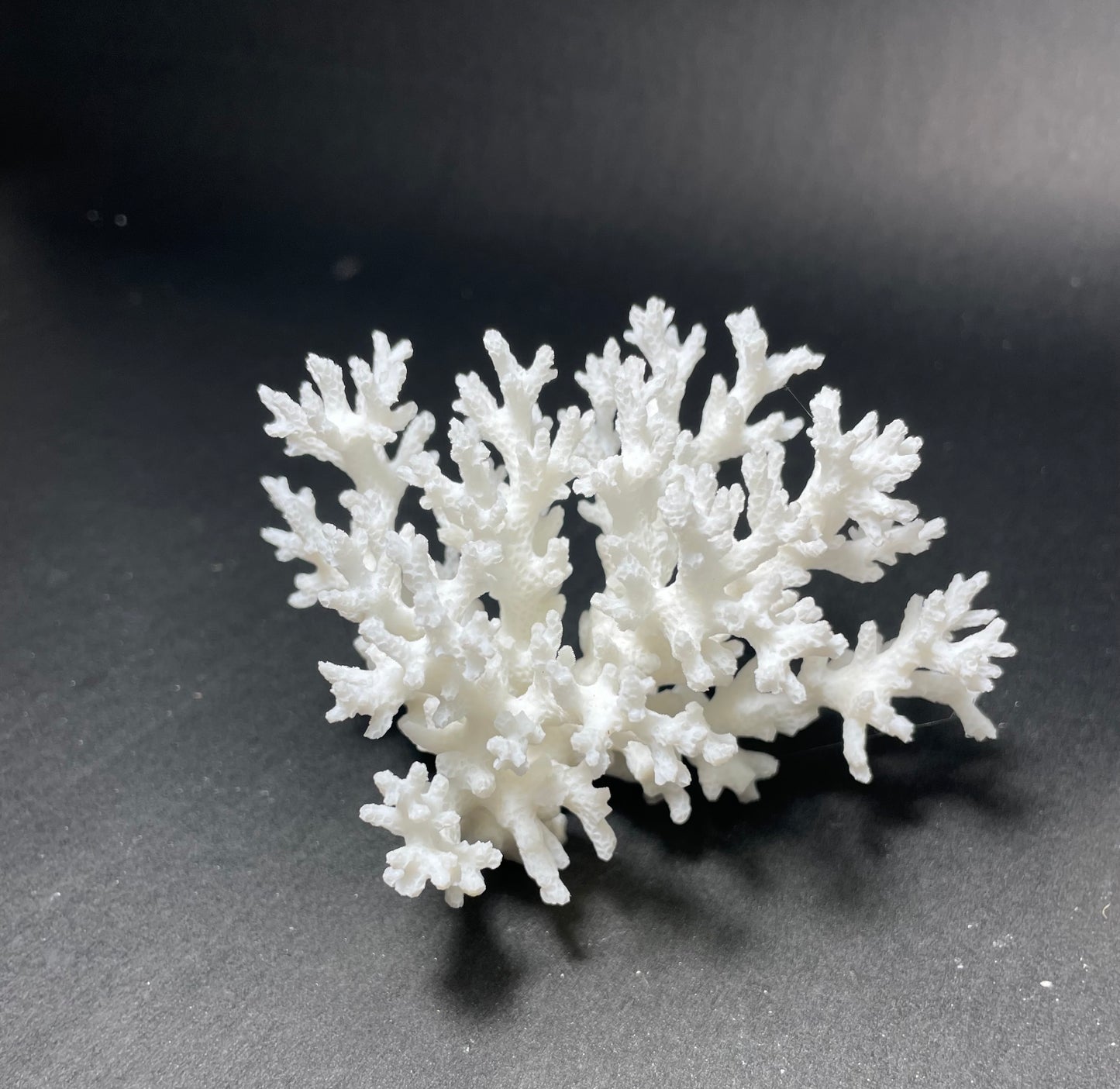 Coral (4-5”)
