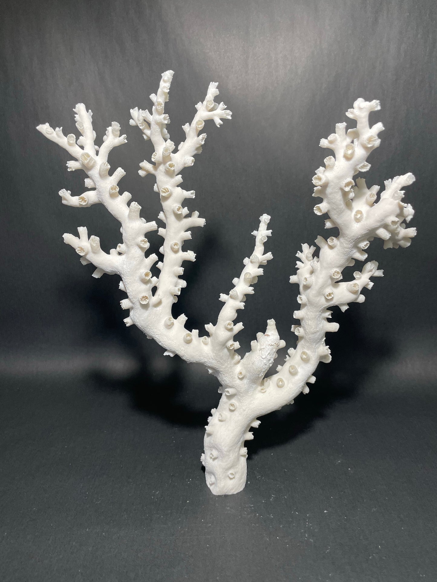 Octopus Coral (15”x13”x4”)