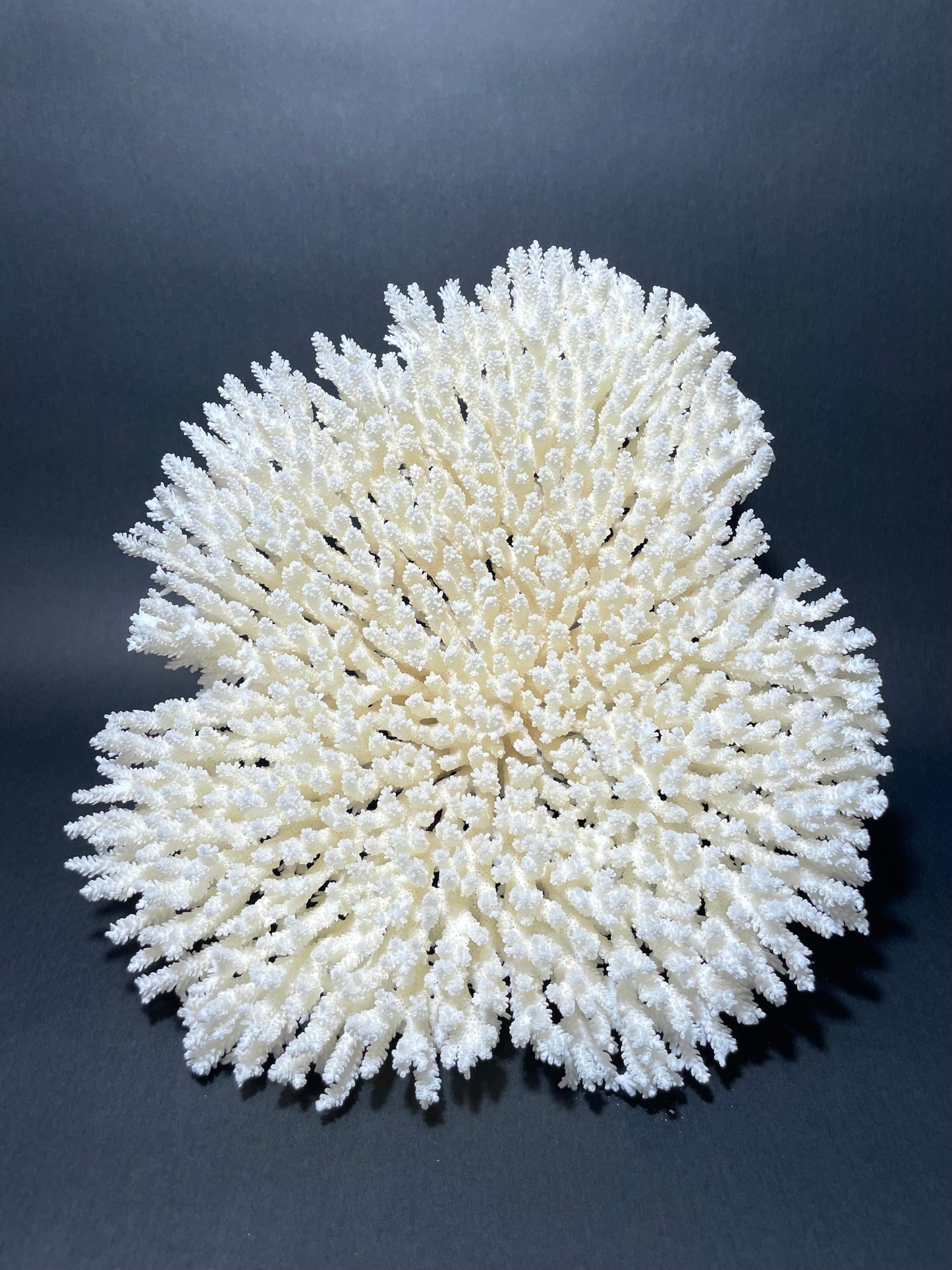 Table Coral 17” x 18” - Treasures from Beneath