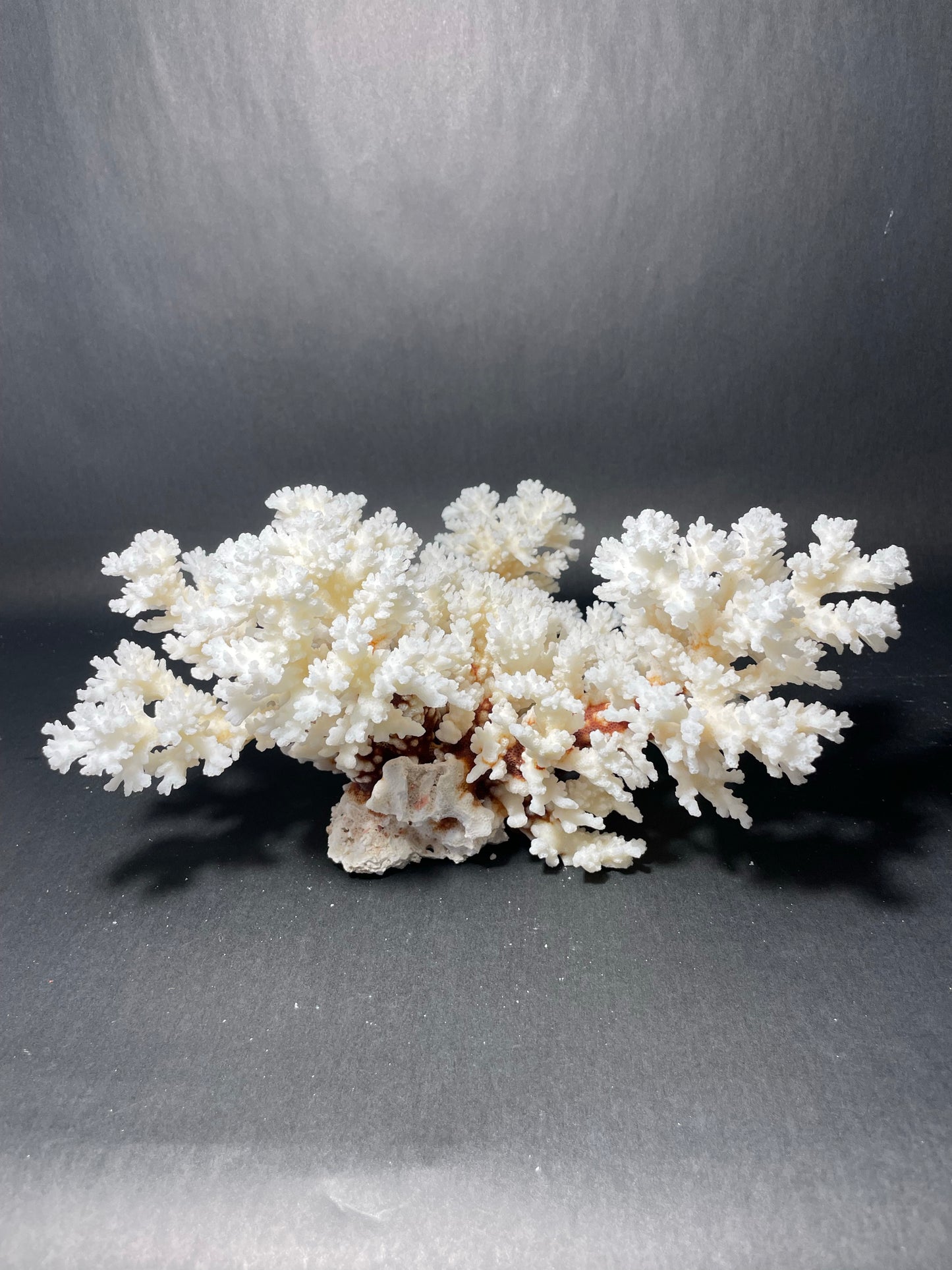 Brownstem Coral 12”x12”