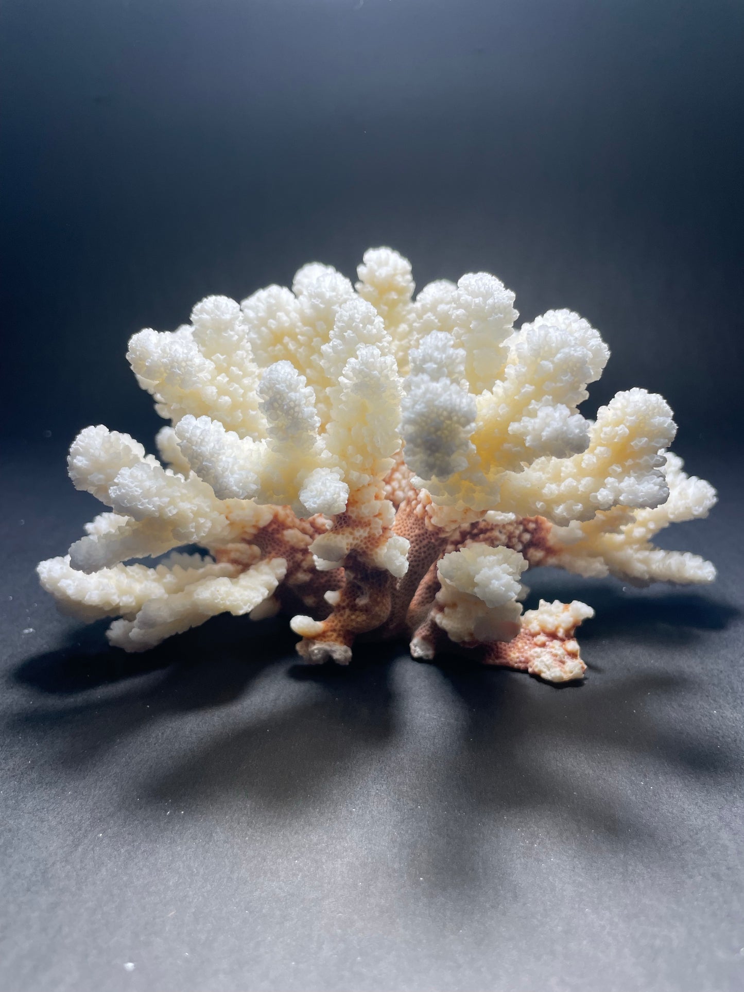 Brownstem Coral (7”x6”)