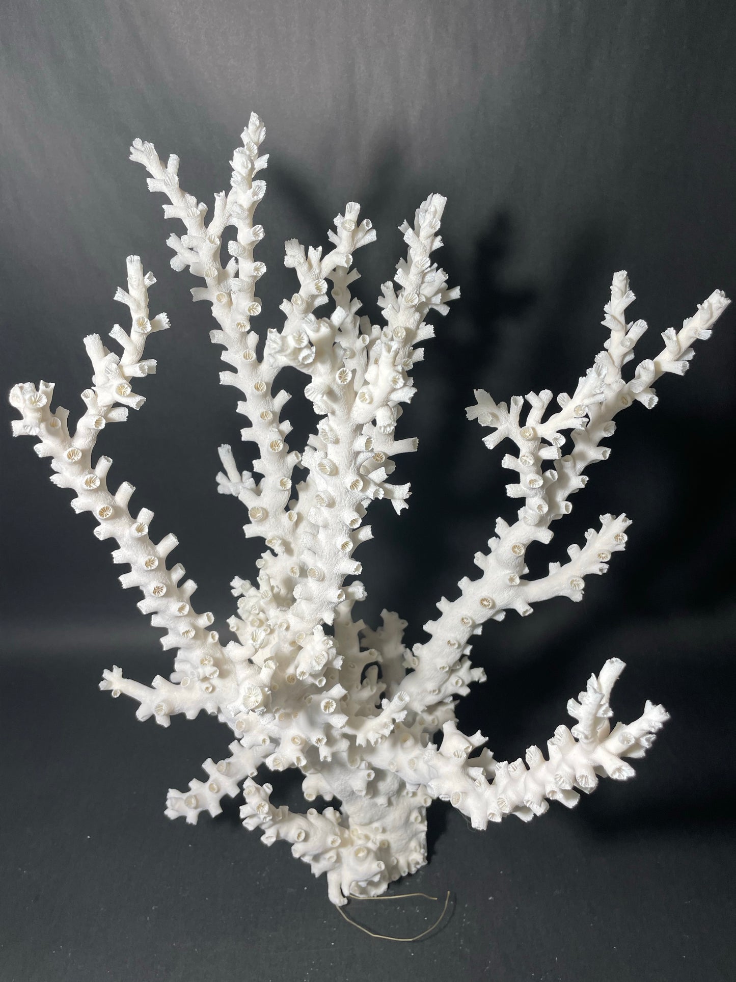 Octopus Coral (19”x14”x14”)