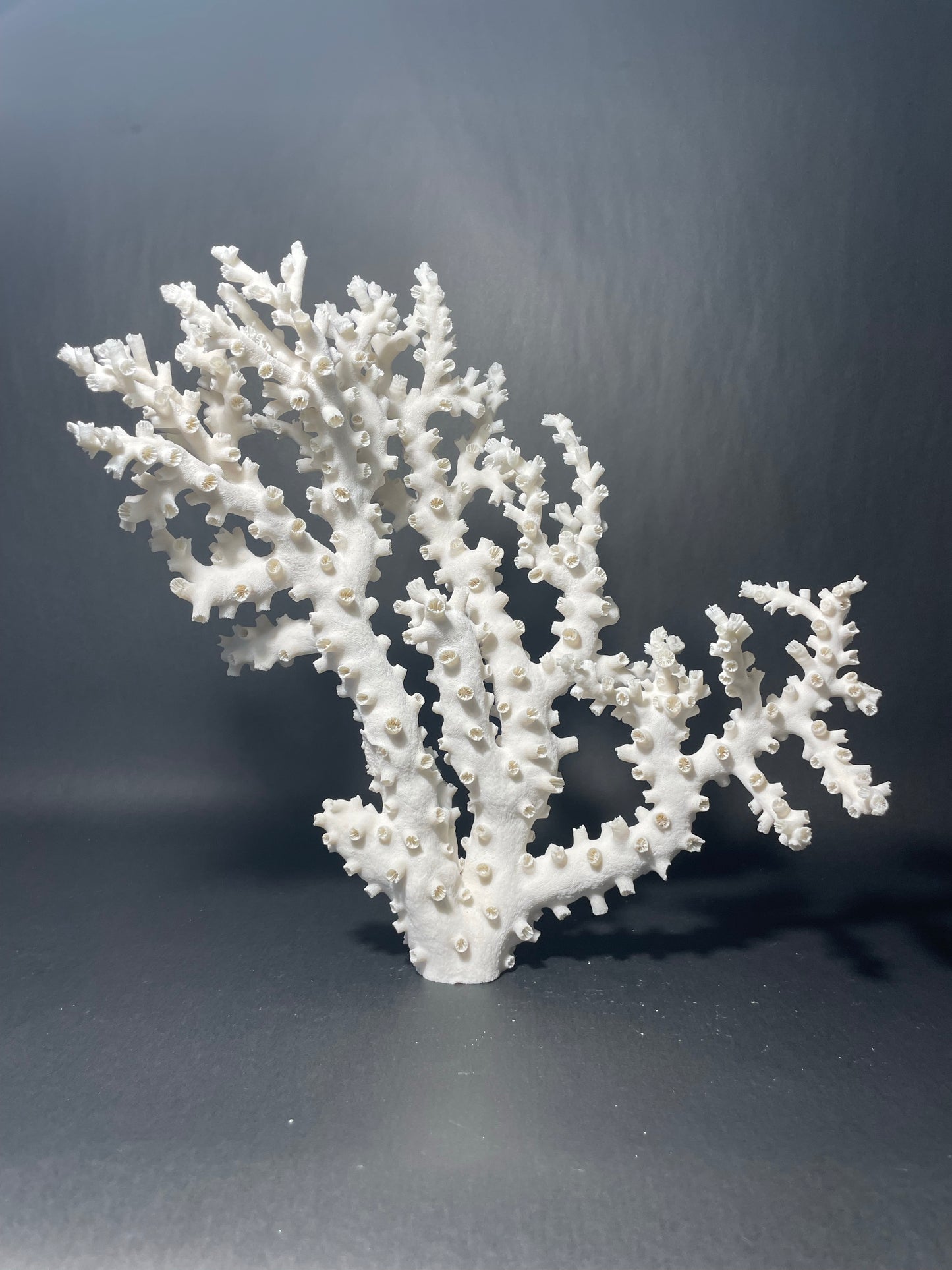 Octopus Coral (13”x13”x7”)