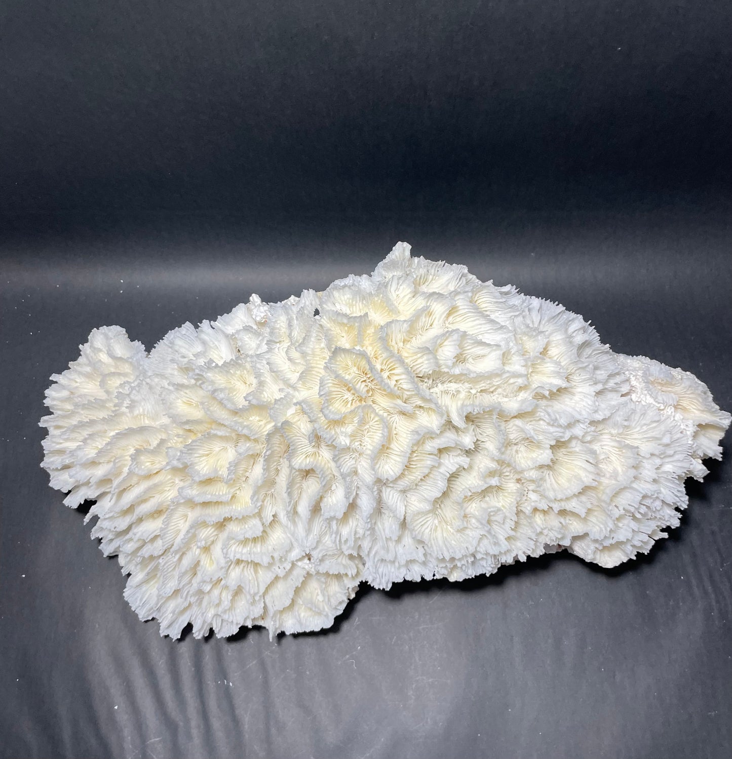 Lettuce Coral (18”x9”x9”)