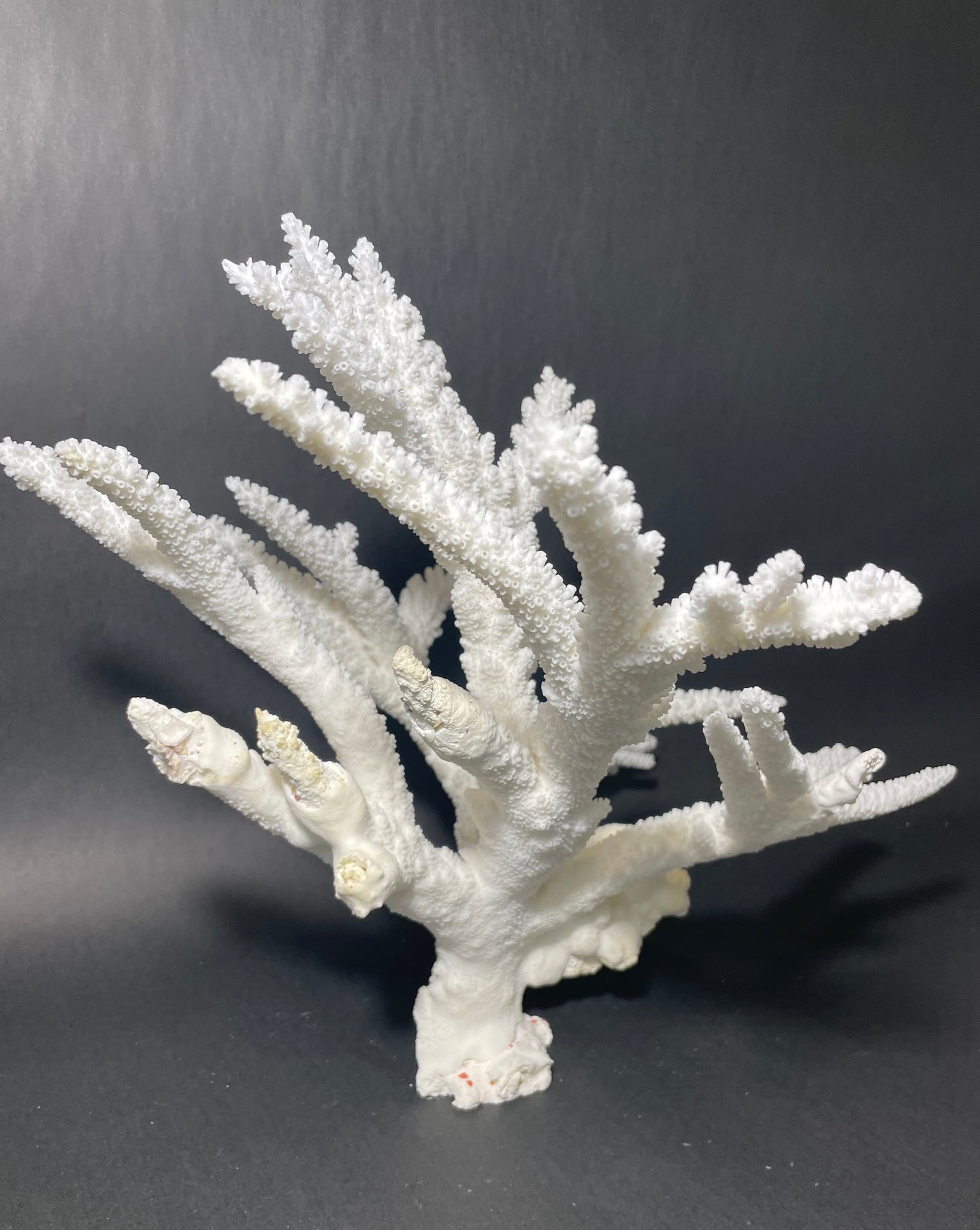 Branch Coral (19”x17”) – Treasures from Beneath