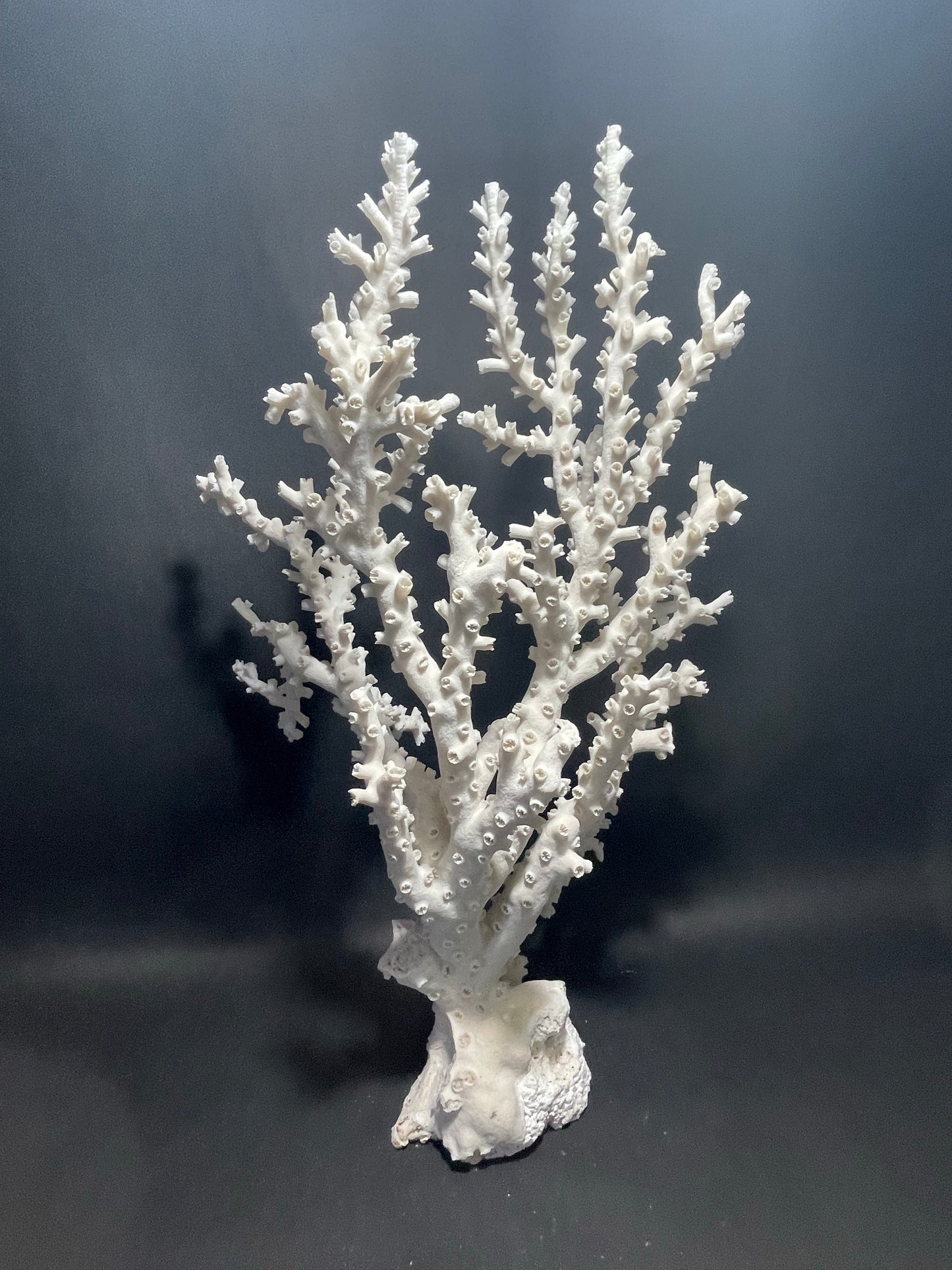 Octopus Coral (22”x15”x10”)
