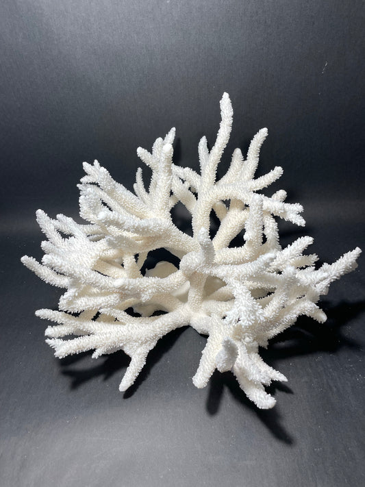 Staghorn Coral (15”x14”x9”)