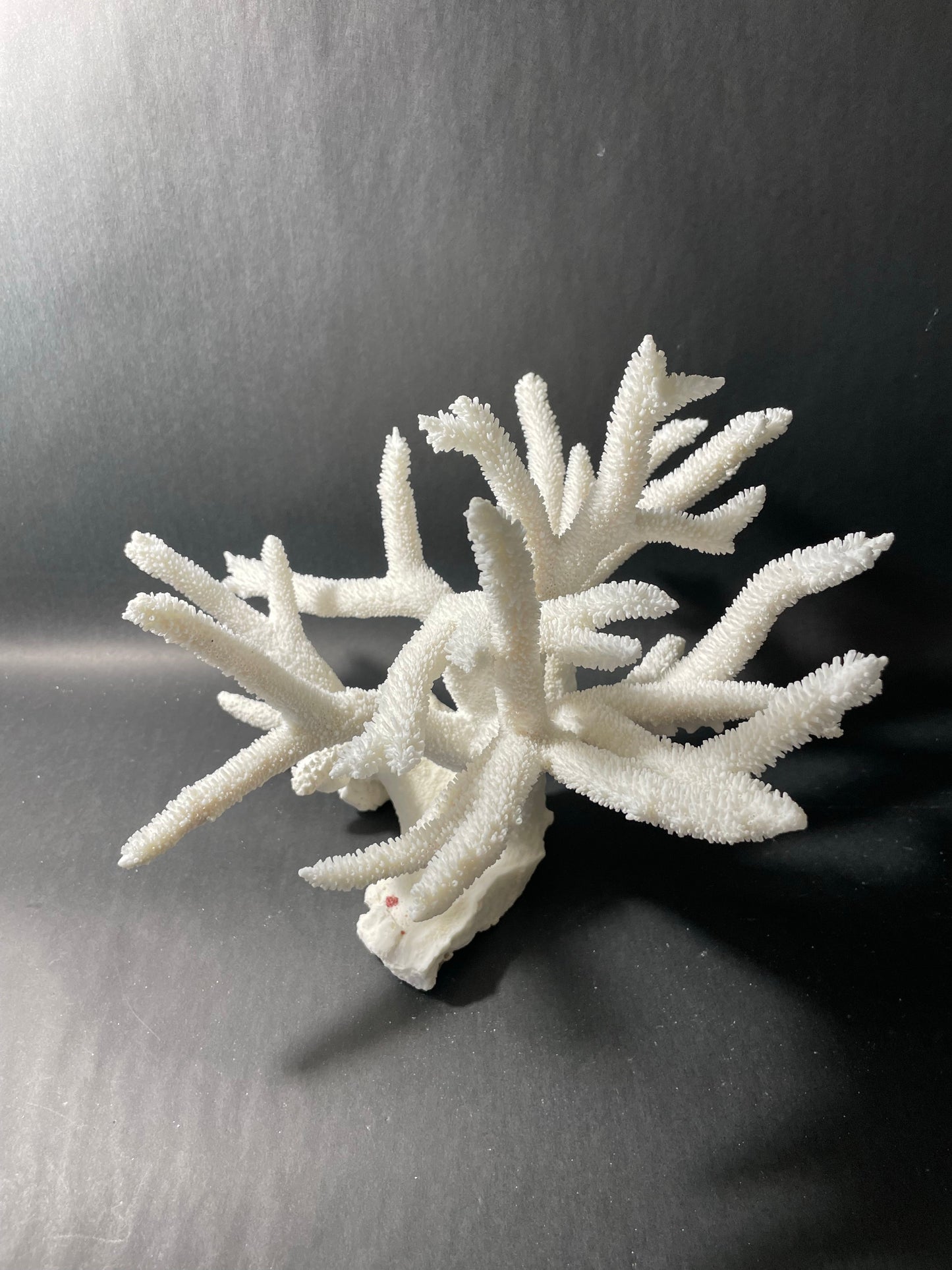 Staghorn Coral (15”x14”x8”)