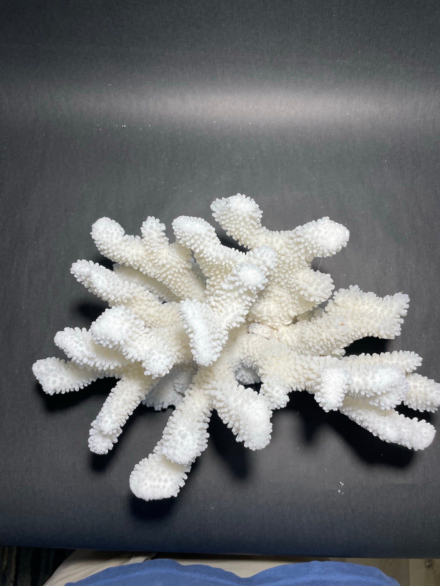 Cauliflower coral (13”x9”)