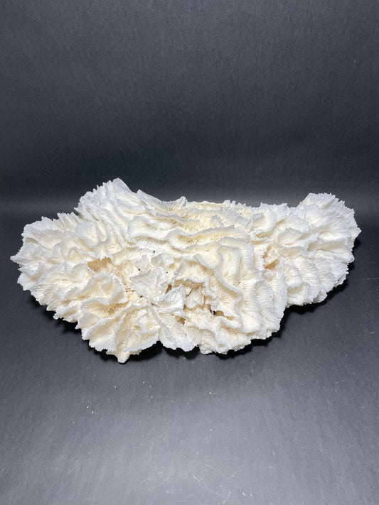 Lettuce Coral (15”x9”x9”)