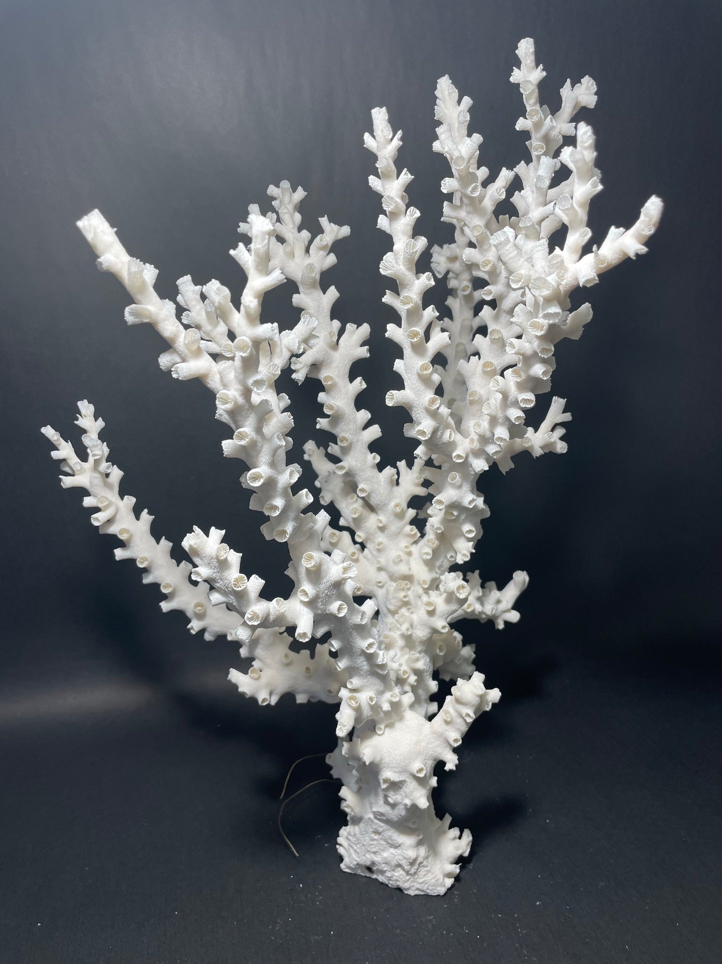 Octopus Coral (19”x14”x14”)