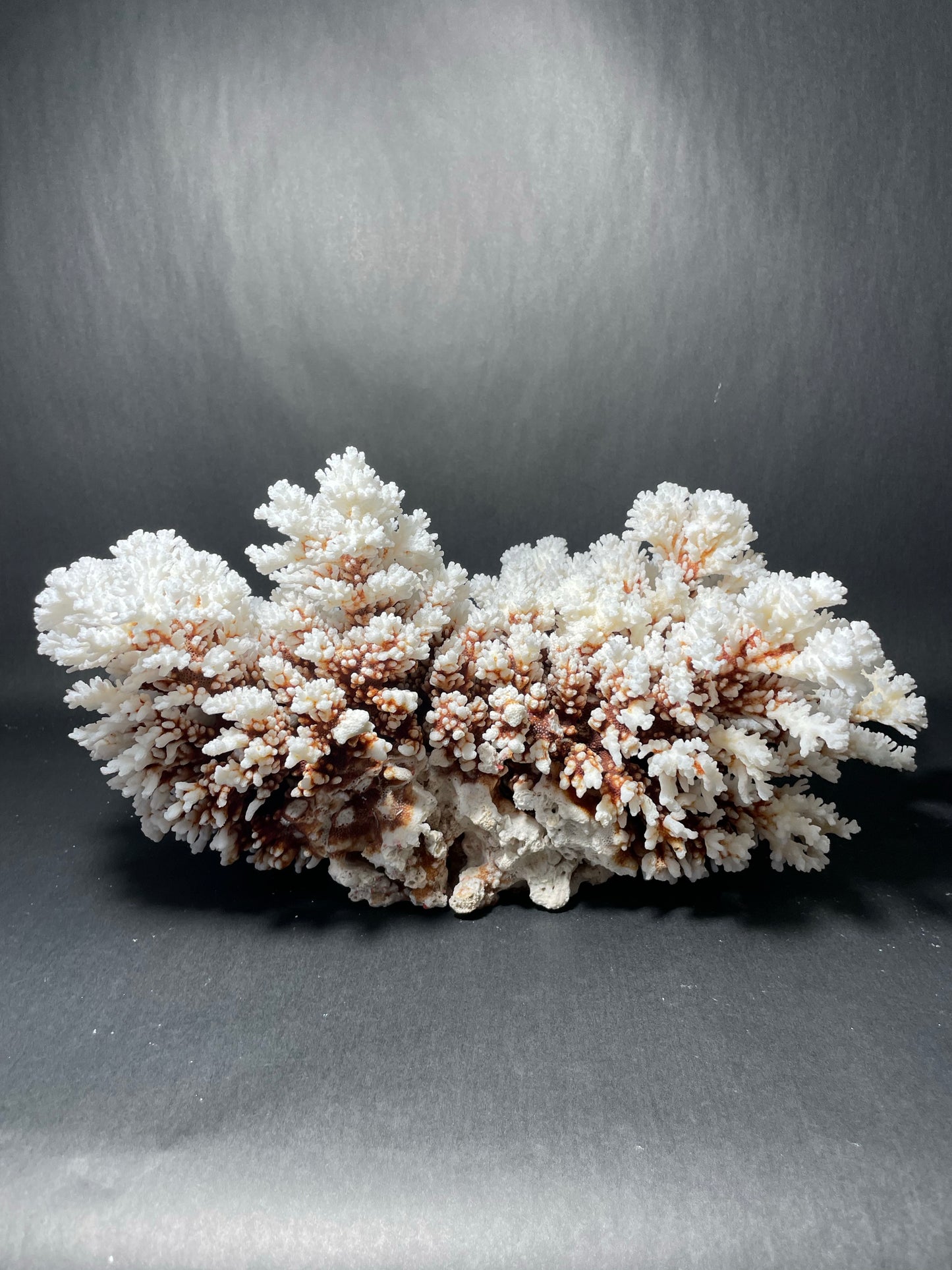 Brownstem Coral 10 Lbs (16”x11”)