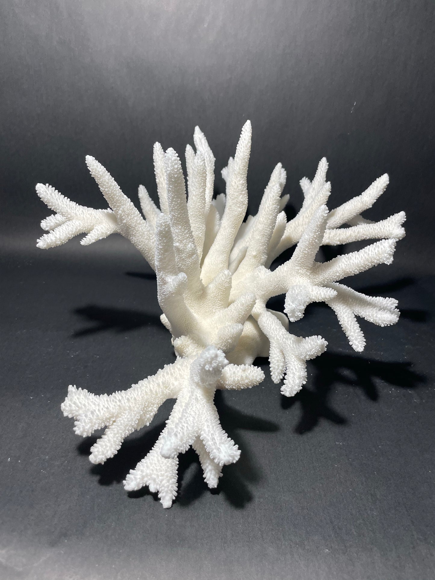 Staghorn Coral (18”x14”x7”)