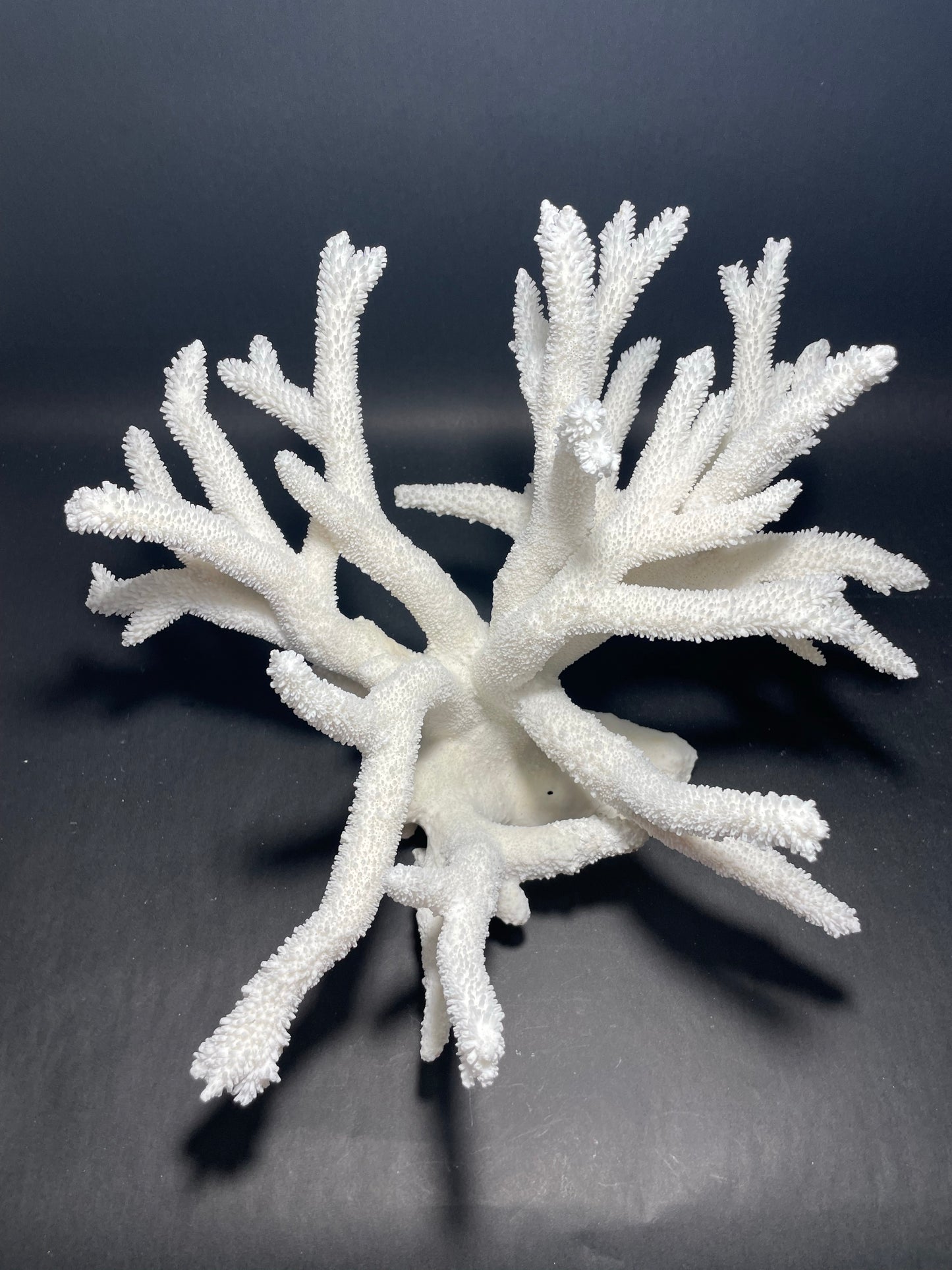 Staghorn Coral (15”x14”x8”)