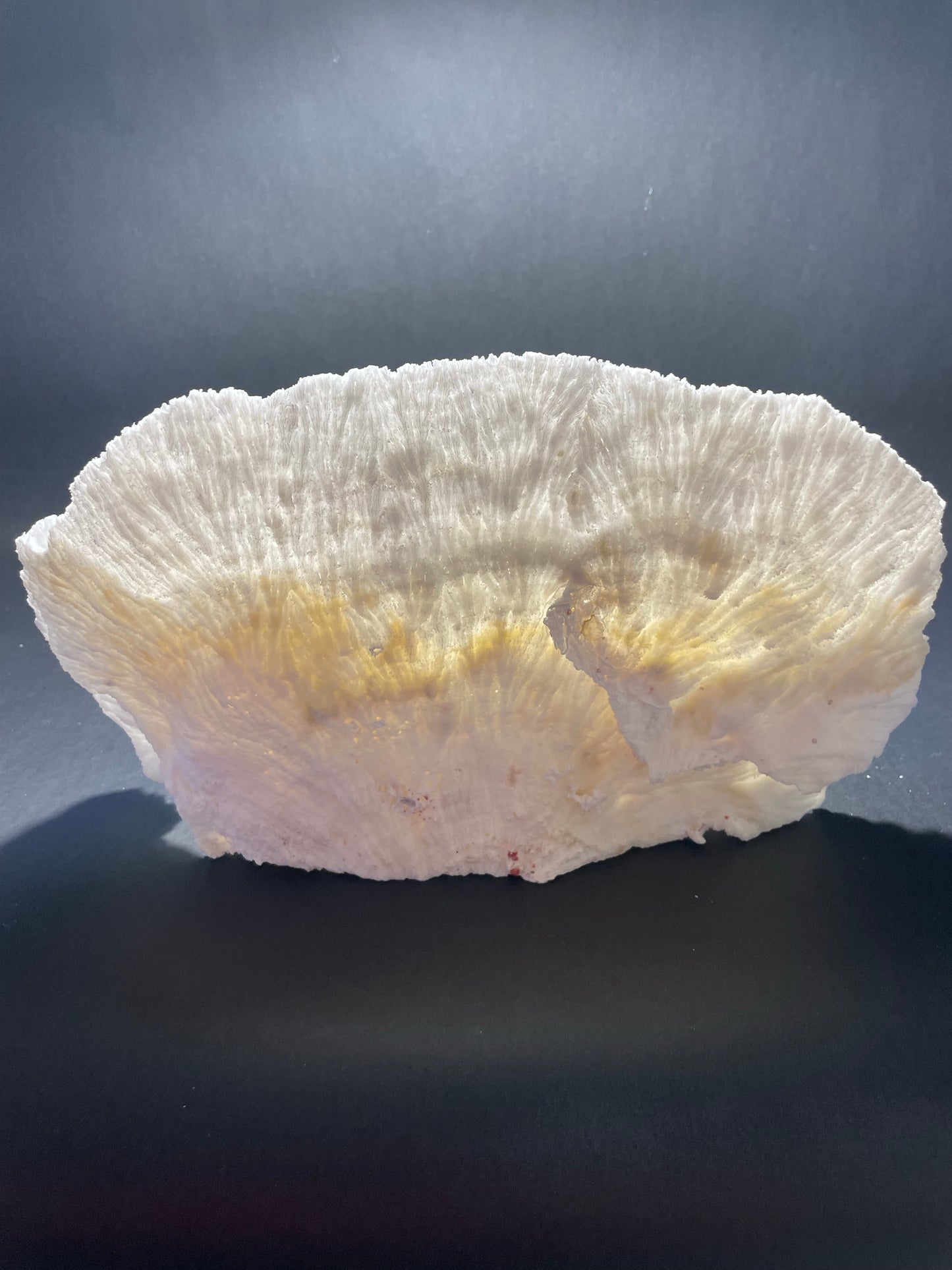 Merulina Coral (13"x7"x4”)